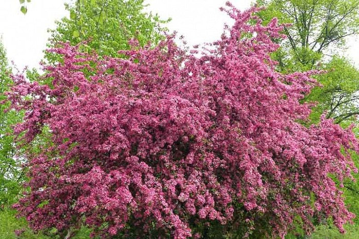 Espino navarro Paul Scarlet - Crataegus laevigata Paul Scarlet - El Nou Garden