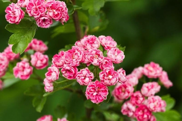 Espino navarro Rosea - Crataegus laevigata Rosea - El Nou Garden