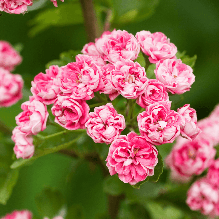 Espino navarro Rosea - Crataegus laevigata Rosea - El Nou Garden