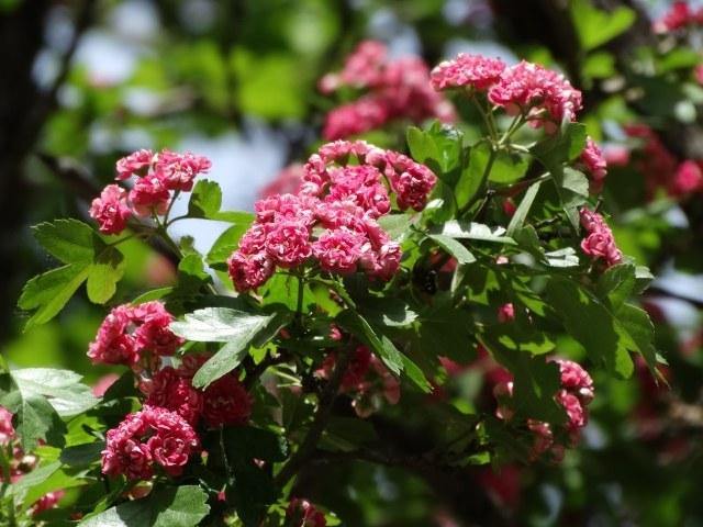 Espino navarro Rosea - Crataegus laevigata Rosea - El Nou Garden