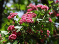 Espino navarro Rosea - Crataegus laevigata Rosea - El Nou Garden