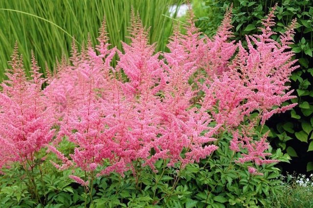 Espirea de pluma - Astilbe x arendsii - El Nou Garden