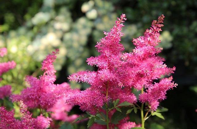Espirea de pluma - Astilbe x arendsii - El Nou Garden