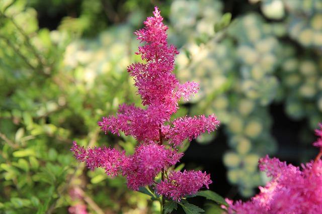 Espirea de pluma - Astilbe x arendsii - El Nou Garden