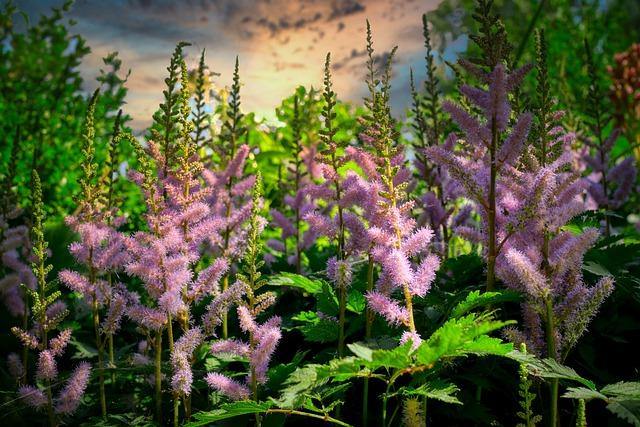 Espirea de pluma - Astilbe x arendsii - El Nou Garden