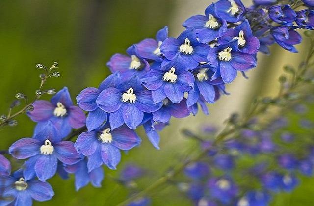 Espuela de caballero - Delphinium grandiflorum - El Nou Garden