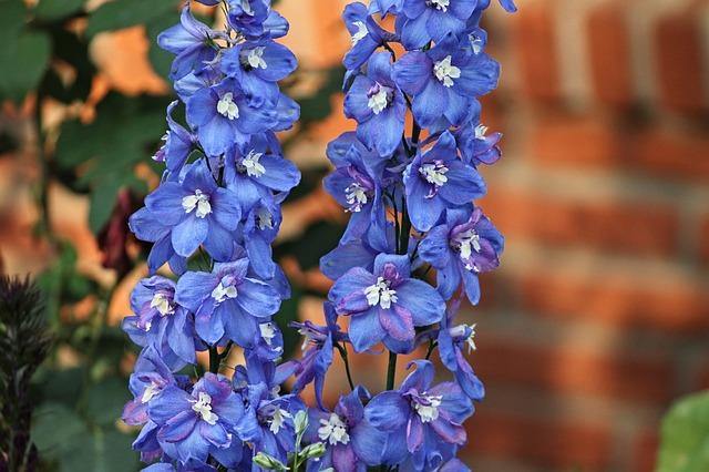 Espuela de caballero - Delphinium grandiflorum - El Nou Garden