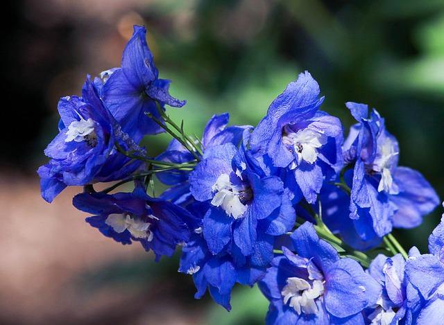 Espuela de caballero - Delphinium grandiflorum - El Nou Garden