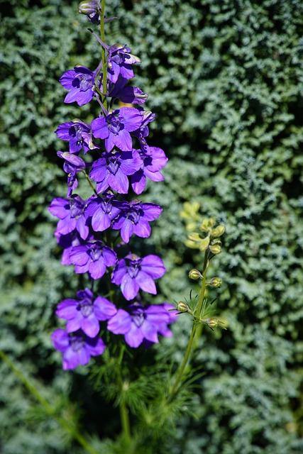 Espuela de caballero - Delphinium grandiflorum - El Nou Garden