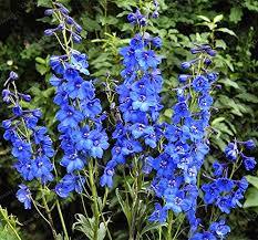 Espuela de caballero - Delphinium grandiflorum - El Nou Garden