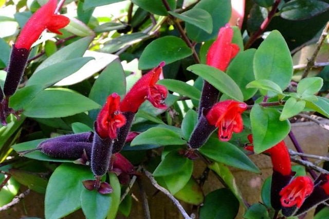 Esquinanto - Aeschynanthus radicans - El Nou Garden