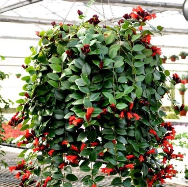Esquinanto - Aeschynanthus radicans - El Nou Garden