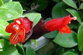 Esquinanto Mona Lisa - Aeschynanthus radicans - El Nou Garden