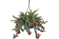 Esquinanto Twister - Aeschynanthus radicans - El Nou Garden