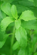 Estevia rebaudiana - Semillas naturales - El Nou Garden