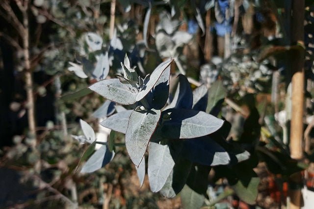 Eucalipto azul - Eucalyptus globulus - El Nou Garden