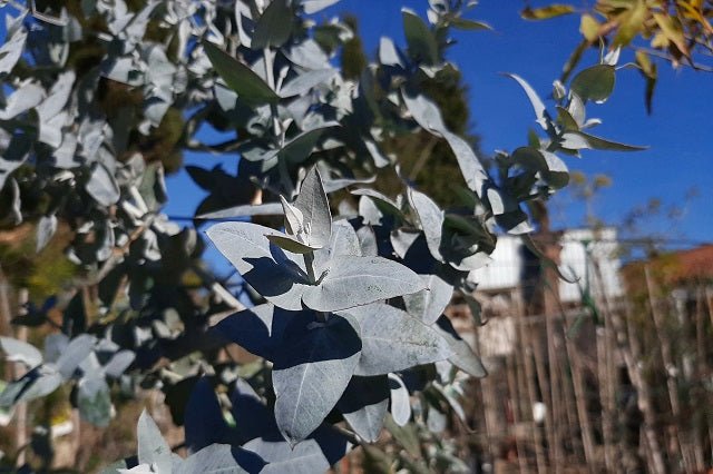Eucalipto azul - Eucalyptus globulus - El Nou Garden