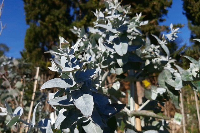 Eucalipto azul - Eucalyptus globulus - El Nou Garden