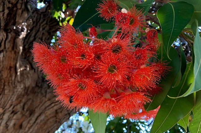 Eucalipto de flores rojas - Corymbia ficifolia - El Nou Garden
