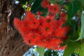 Eucalipto de flores rojas - Corymbia ficifolia - El Nou Garden