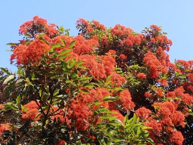 Eucalipto de flores rojas - Corymbia ficifolia - El Nou Garden