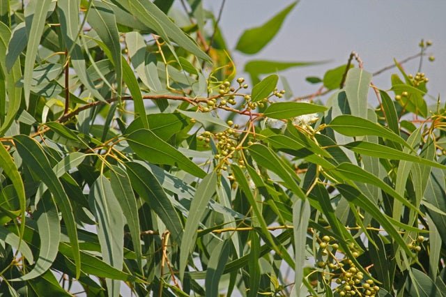 Eucalipto limón - Corymbia citriodora - Eucalyptus citriodora - El Nou Garden