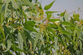 Eucalipto limón - Corymbia citriodora - Eucalyptus citriodora - El Nou Garden