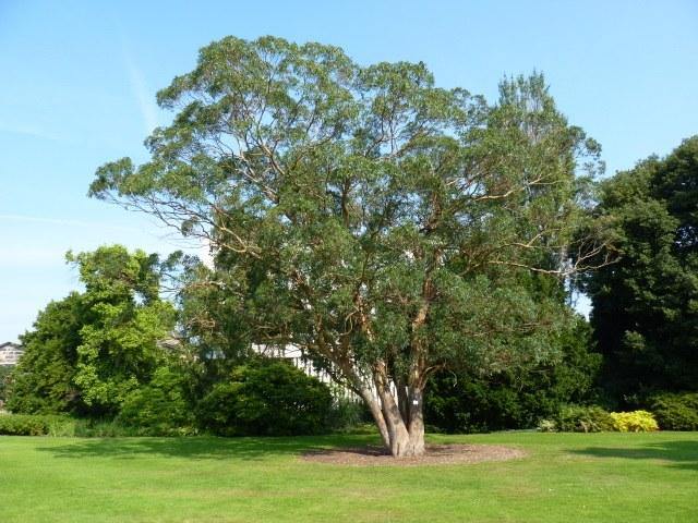 Eucalipto limón - Corymbia citriodora - Eucalyptus citriodora - El Nou Garden
