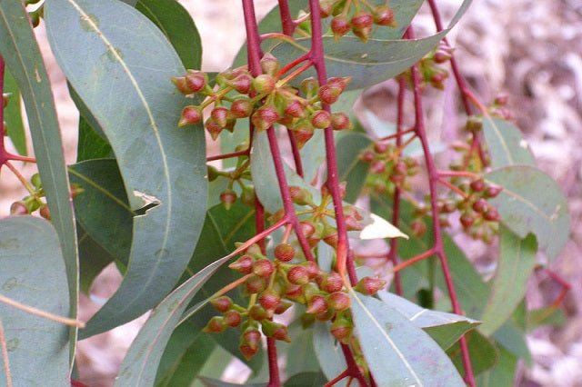 Eucalipto rojo - Eucalyptus camaldulensis - El Nou Garden