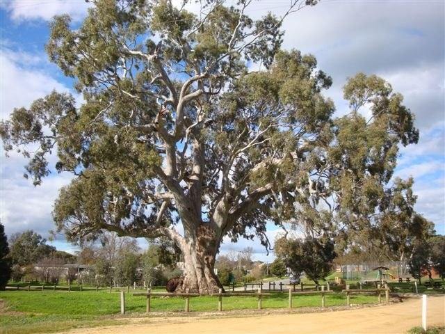 Eucalipto rojo - Eucalyptus camaldulensis - El Nou Garden