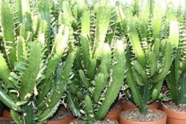 Euforbio Acrurensis - Euphorbia - El Nou Garden