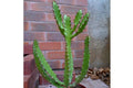 Euforbio Bordighera - Euphorbia - El Nou Garden