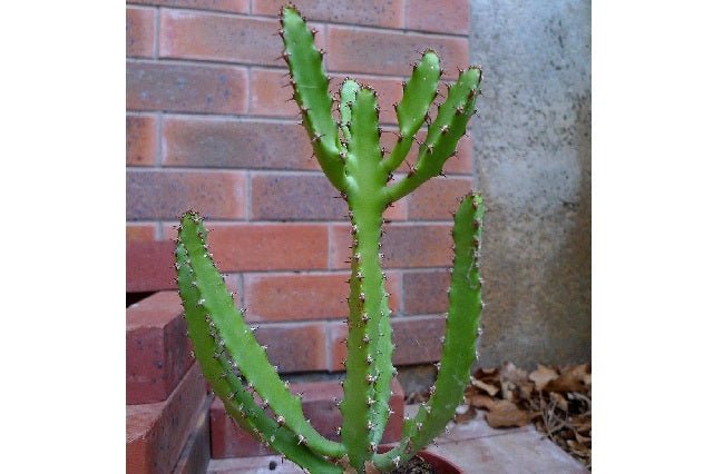 Euforbio Bordighera - Euphorbia - El Nou Garden