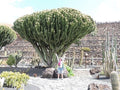 Euforbio Candelabro - Euphorbia candelabrum - El Nou Garden