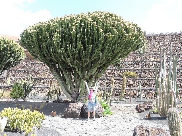 Euforbio Candelabro - Euphorbia candelabrum - El Nou Garden