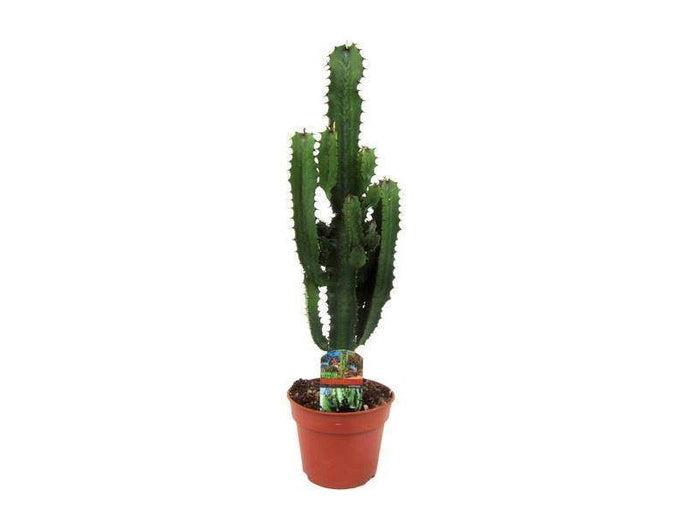 Euforbio Eritrea - Euphorbia - El Nou Garden