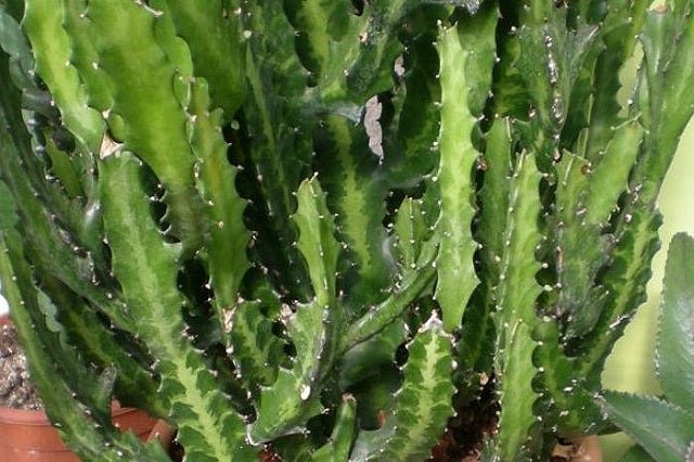 Euforbio Lactea - Euphorbia - El Nou Garden