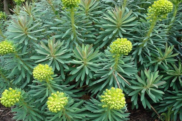 Euforbio mediterráneo Wulfenii - Euphorbia characias wulfenii - El Nou Garden