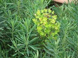 Euforbio mediterráneo Wulfenii - Euphorbia characias wulfenii - El Nou Garden
