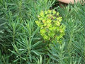 Euforbio mediterráneo Wulfenii - Euphorbia characias wulfenii - El Nou Garden