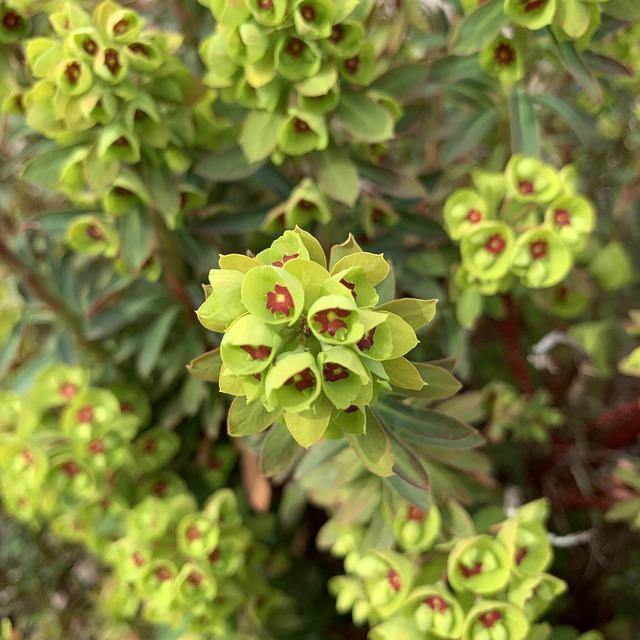 Euforbio mediterráneo Wulfenii - Euphorbia characias wulfenii - El Nou Garden
