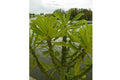 Euforbio Neriifolia - Euphorbia - El Nou Garden