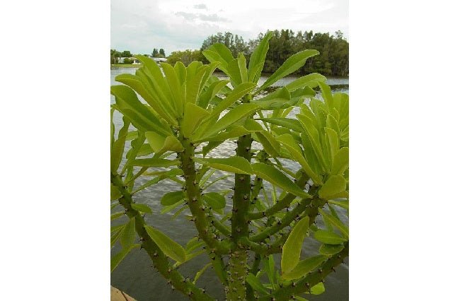 Euforbio Neriifolia - Euphorbia - El Nou Garden
