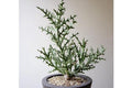 Euforbio Stenoclada - Euphorbia - El Nou Garden