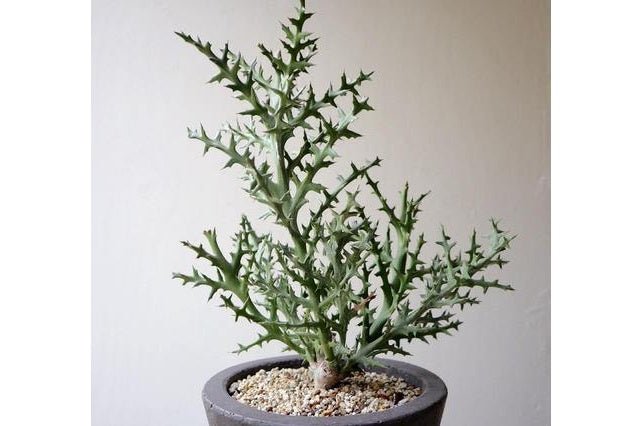 Euforbio Stenoclada - Euphorbia - El Nou Garden