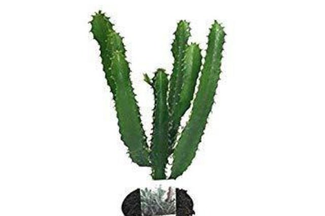 Euforbio Triangularis - Euphorbia - El Nou Garden