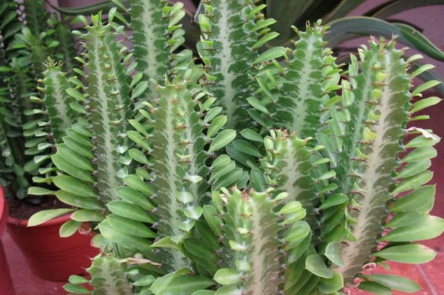 Euforbio Trigona Green - Euphorbia - El Nou Garden