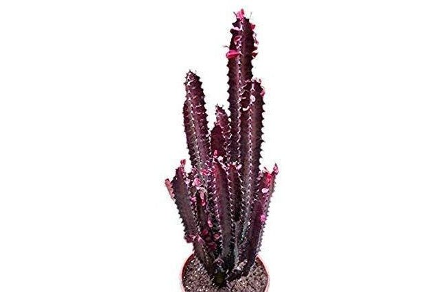Euforbio Trigona Red - Euphorbia - El Nou Garden