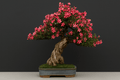 Eugenia uniflora - Eugenia myrtifolia - Bonsai - El Nou Garden