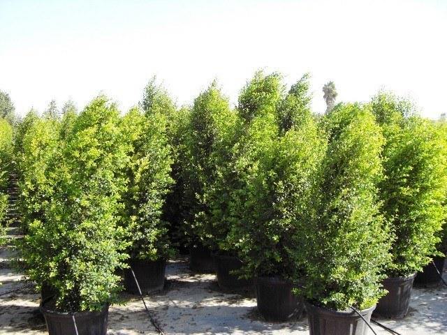 Eugenia uniflora - Eugenia myrtifolia - El Nou Garden